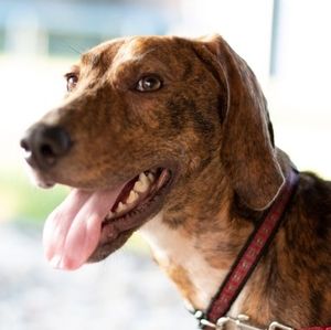 Meet your Posher, Chad